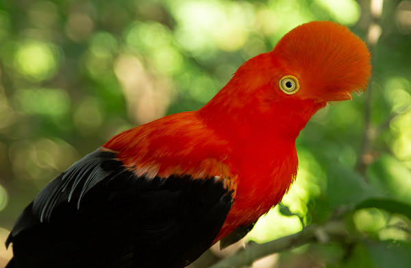 Aviario Isla Baru-Cartagena-Colombia-@ Mathieu Perrot-Bohringer-17-1