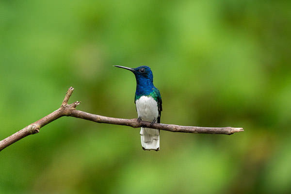 Eje Cafetero Caldas-Colombia-Tinamu Birding Manizales-@MathieuPerrot-Bohringer-12-1