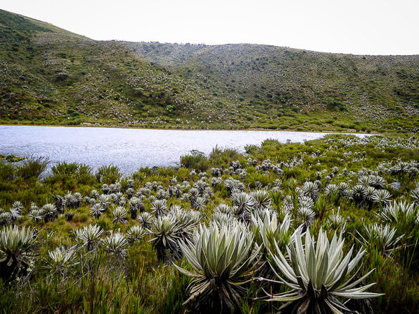 cundinamarca chingaza colombia Colombie Paramo Parque Chingaza Paysage©PierreMugliat SOLO AC 3 4