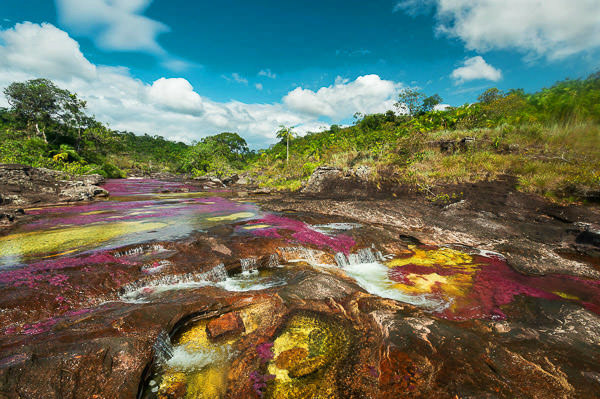 meta macarena caño cristales colombia caño Cristales©mariocarvajal USO LIBRE CREDITO OBLIGATORIO 26