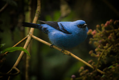 5 Meilleures Régions pour l’Ornithologie en Colombie