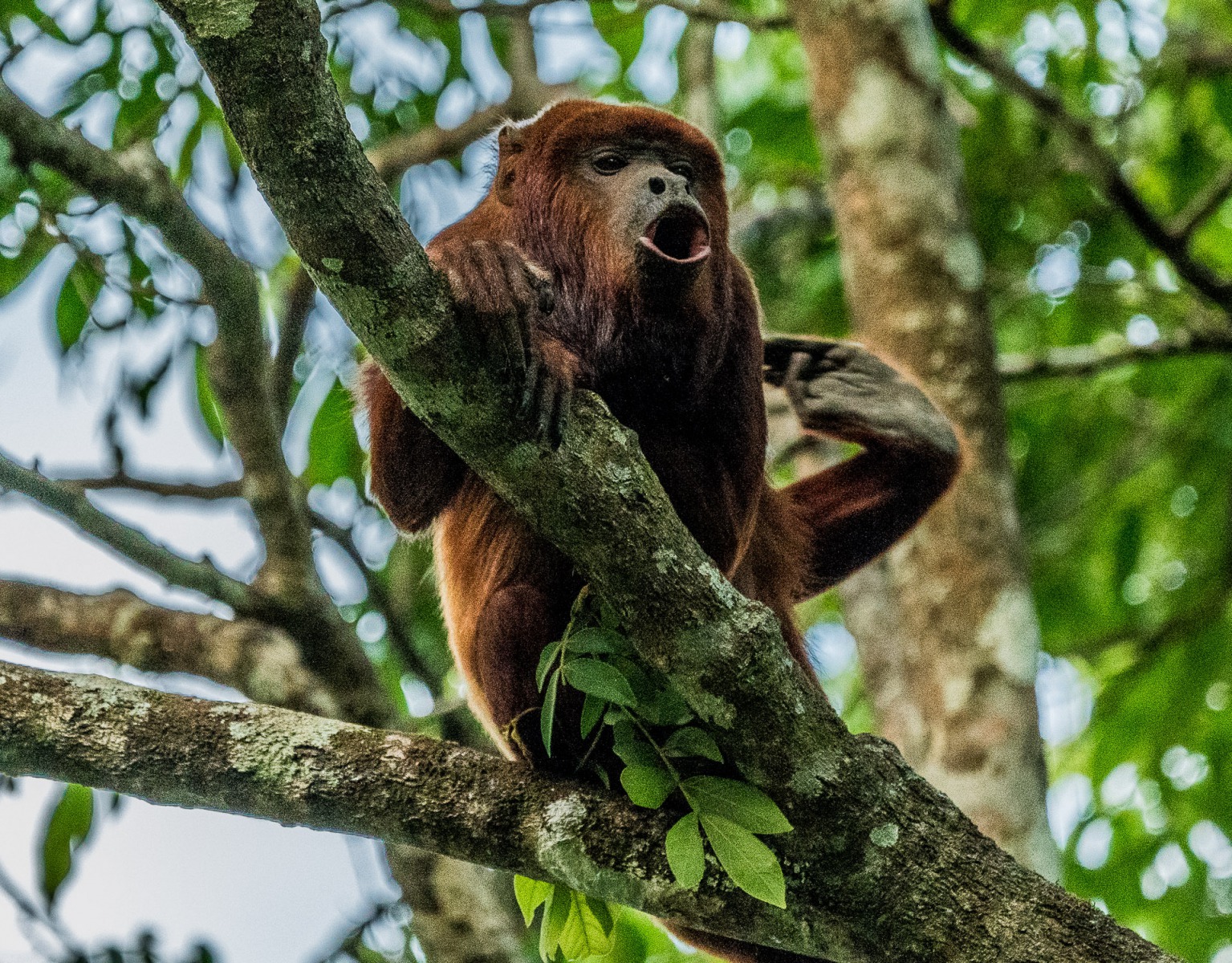 Where to see Wild Animals in Colombia