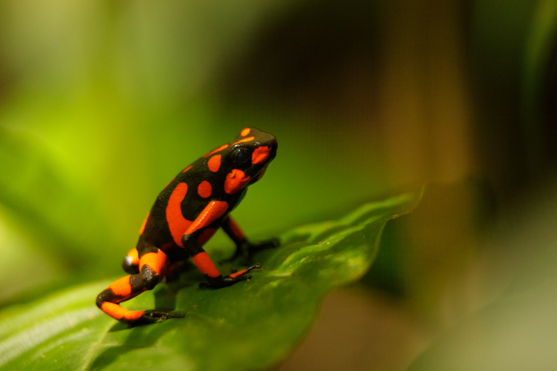 Pacific Archives - Aventure Colombia