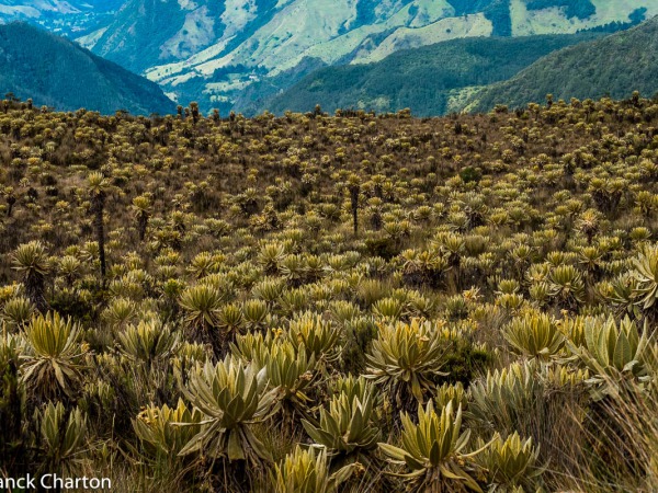 parque los nevados tolima colombia © frank charton