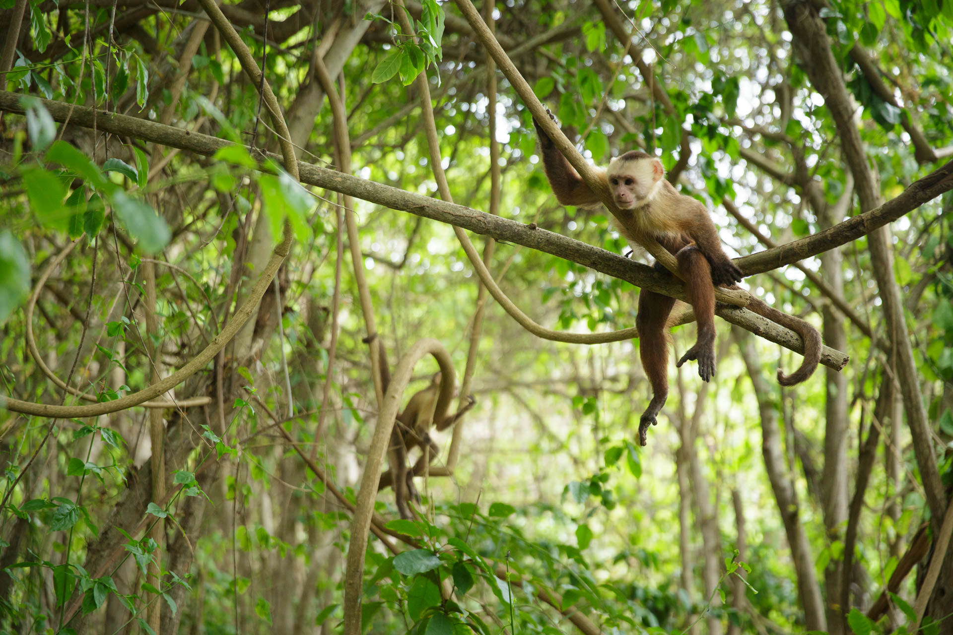 parque tayrona bosque humedo magdalena colombia 5 © Tristan Quevilly 