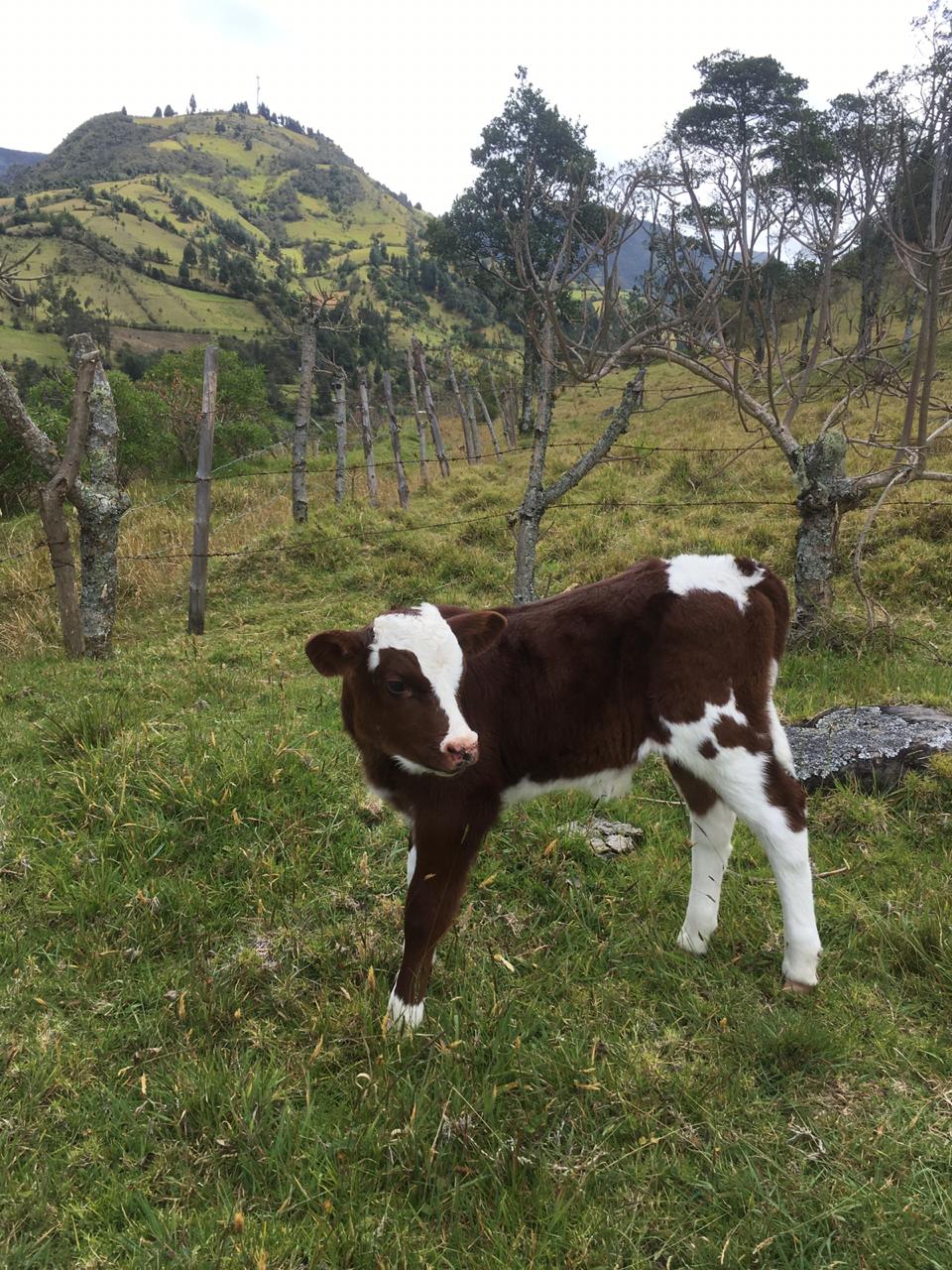 misak guambianos colombie