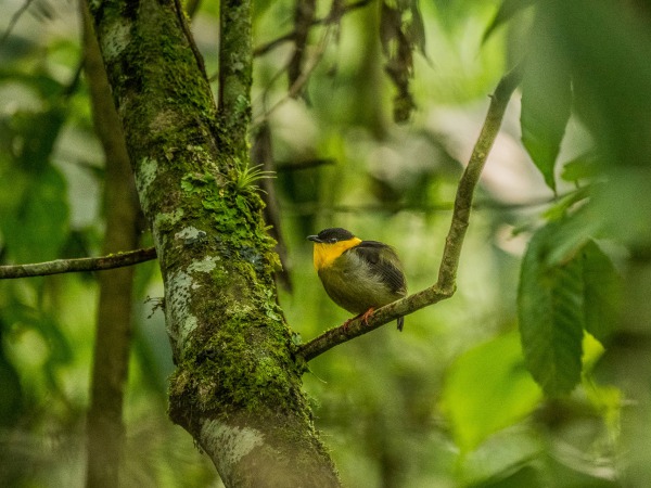 Eje Cafetero Caldas Tinamu Birding Manizales Colombia @MathieuPerrot Bohringer Todos los derechos reservados