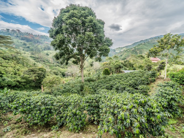 Huila Colombia Reserva el encanto Palestina @MathieuPerrot Bohringer