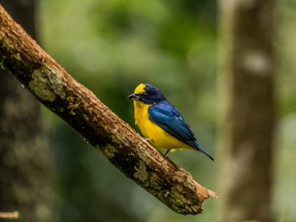 Huila Colombia Reserva el encanto Palestina @MathieuPerrot Bohringer