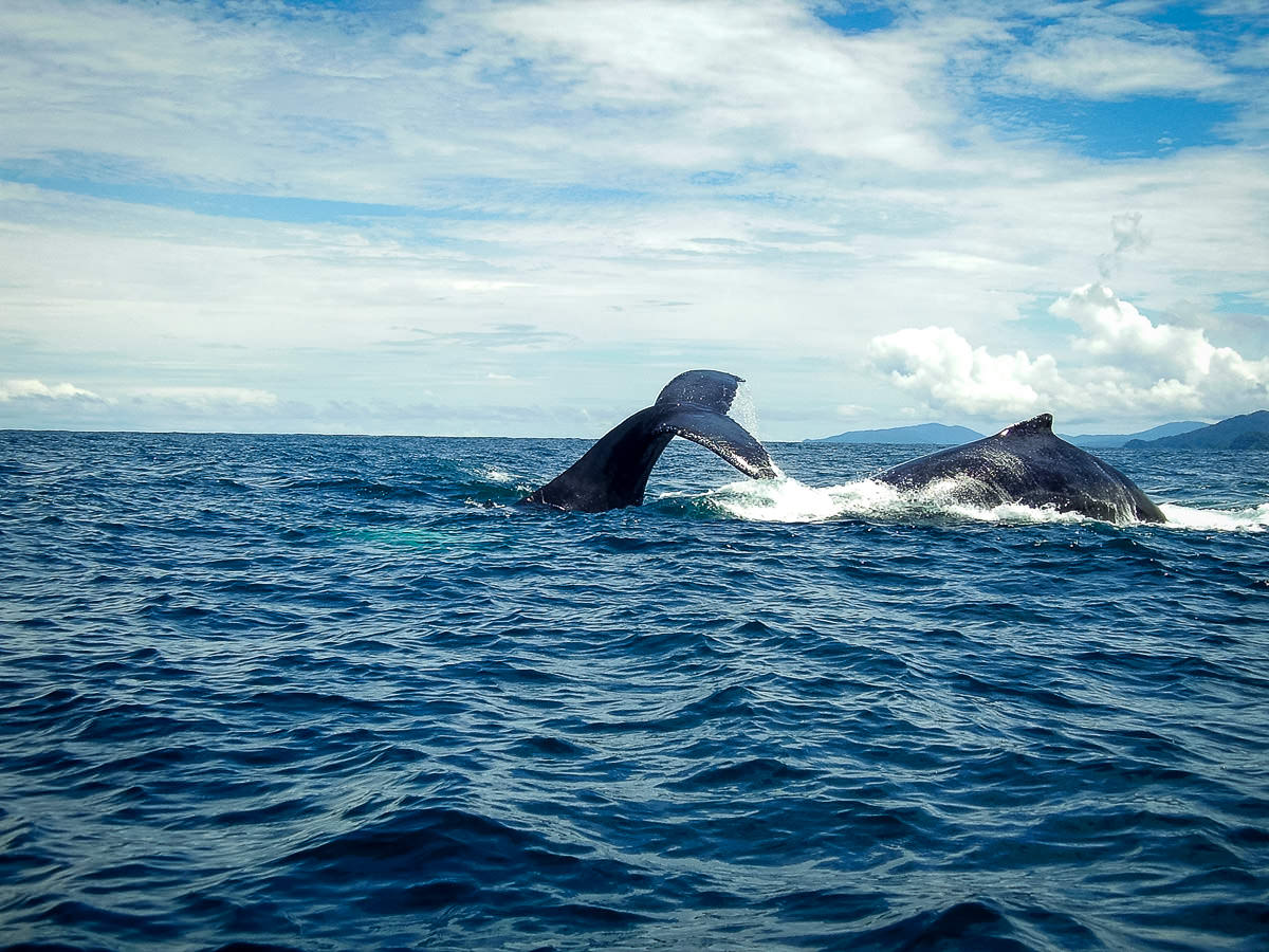 Le Chocó : entre plages désertes, baleines, surf et plongée !