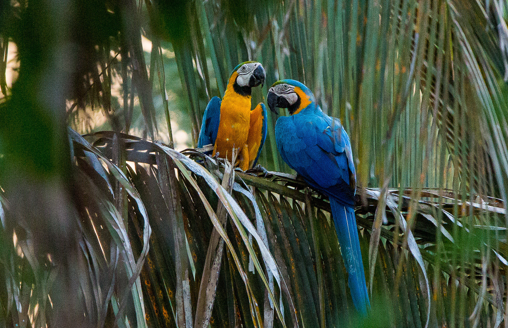bird watching safari pantanal