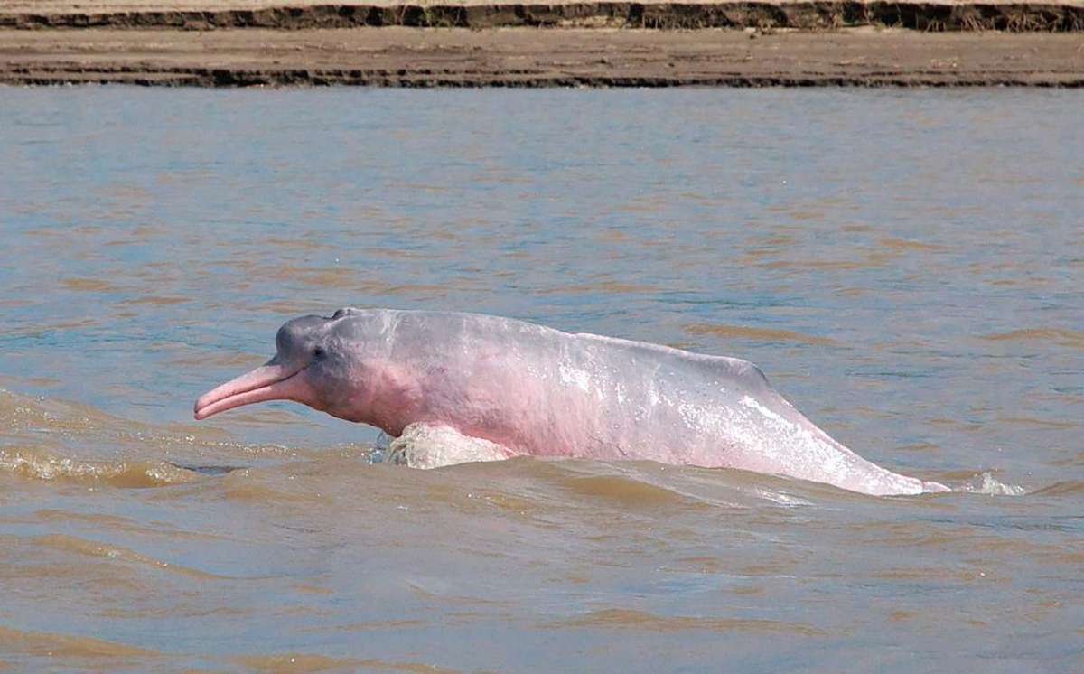 delfin rosado omacha meta