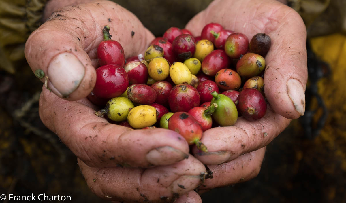 la región del café colombia © frank charton