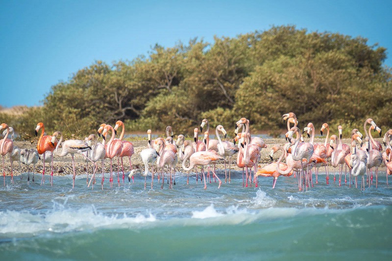La Guajira desierto colombia Flamand Rose flamingos Guajira©samuel et angelica mon voyage en colombie SOLO AC